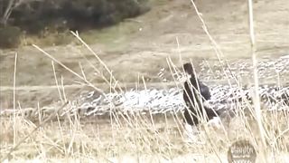 Japanese village chick pooping in the field
