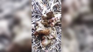 Really hot Latina shit