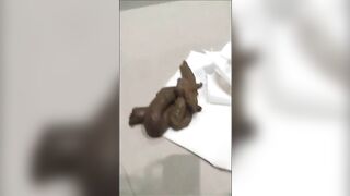 Cute brunette gal dancing and pooping