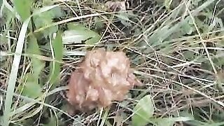 Messy poop in the grass