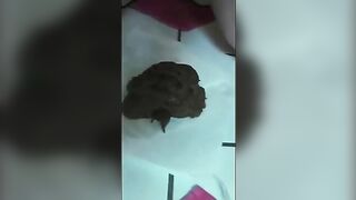 Girl squats over a huge pile of shit