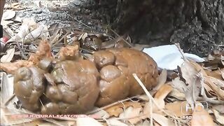 Huge compacted log in the forest