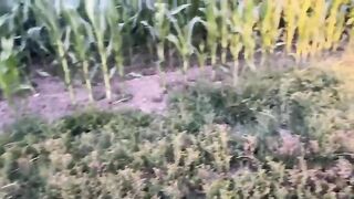 Piss and masturbation in the grass