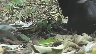 Messy Squidgy shit in the woods