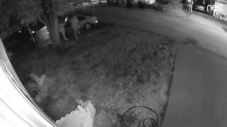 Ass out at peeing party- Door Cam