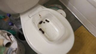 Eating Small turds in the toilet