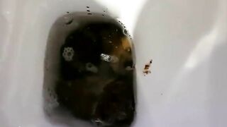 HD best pooping video