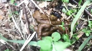 Thick ass girl poops in the grass