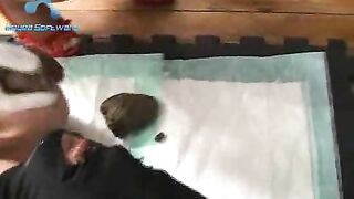 Girl eats shit from another girl's ass while wearing red heels