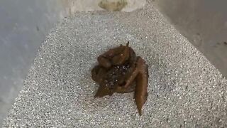 Girl fills the toilet with a huge pile of shit