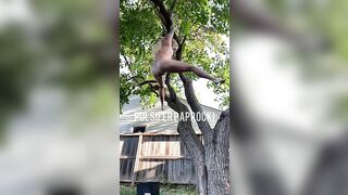 Naked woman takes a big shit out of a tree