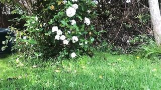 Chick squats and takes a massive shit in the grass