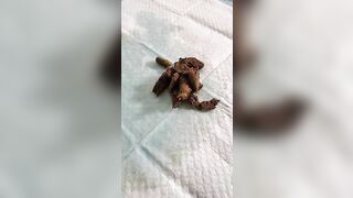Woman drops a shit on a plastic sheet