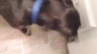 Girl toilet pissing at home