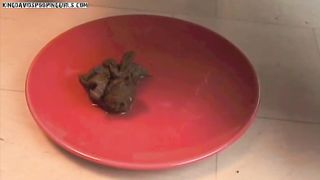 Sexy big ass babe Alina plate poop