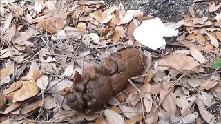 Beautiful teen pooping in the jungle