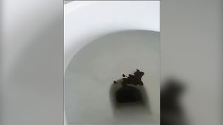 Beautiful compilation of pooping asses