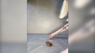 Beautiful compilation of pooping asses