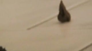 Amateur babe showing her tampon and pooping asshole