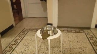 Slutty babe and her stinky mushy poop