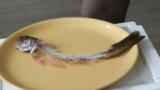 Fish and poop