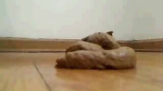 Young chubby girl poops in doggy style