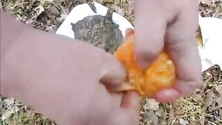 Pooping on her fresh Oranges