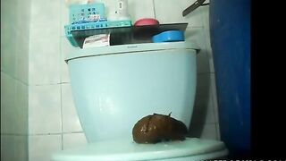 Huge poop and piss on toilet seat