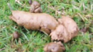 Curvy ass lady pooping in the garden