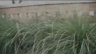 Amateur brunette wife piss and poop on the green grass