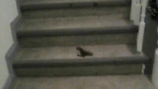 Shitting thin loads on the stairs