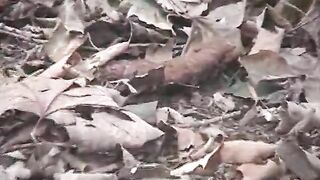 Asian hot girl pooping in the forest