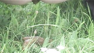 Warm poop in the farm