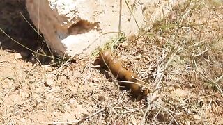 Fat turd on the rock