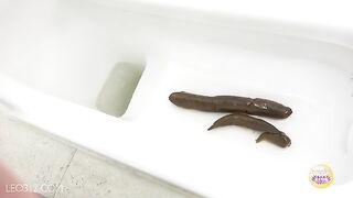 Hot Japanese girl shitting