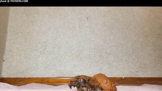 Lovely blonde babe masturbates with vibe before pooping