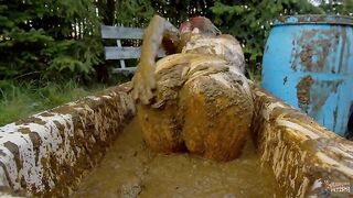 Big booty Lyndra Lynn bathing in Cowshit