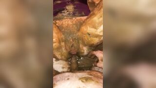 1Poop covered bitch getting hammered