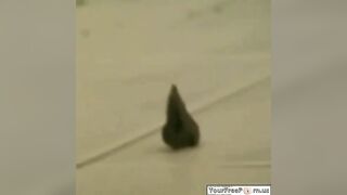 Naughty thick ass blonde babe pissing and pooping