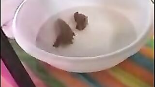 Big black booty ebony lady poop closeup