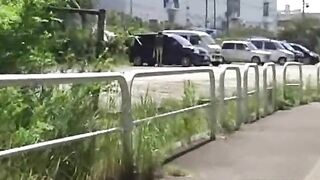 Dirty horny girl poops outdoor