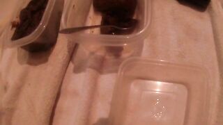 Mixture of piss and shit