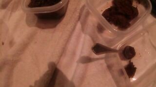 Mixture of piss and shit