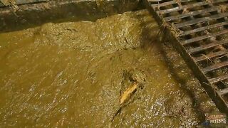 Enjoy poop bath in cowshit