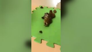 Scat wife dropping shit