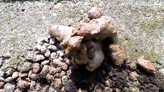 Janet Shits Outside in the backyard