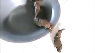 Lovely small tits brunette babe pooping